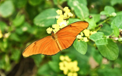 Det der hedder ”liv”