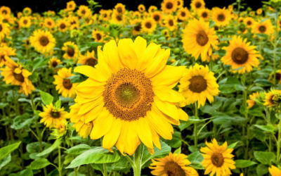 Find en stille styrke